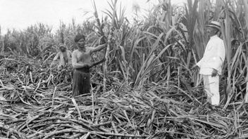 Mandatory Tofu! Types Of Plants That Are The Focus Of The Dutch Colonial Era Plant System In Indonesia