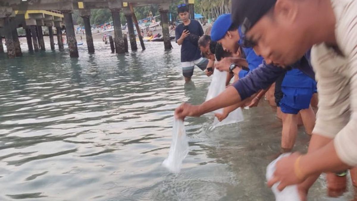 警方从龙目岛和松巴哇走私9,423个龙虾种子,逮捕快递员追捕供应商