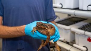 日本有毒青蛙越来越大，科学家仍然困惑