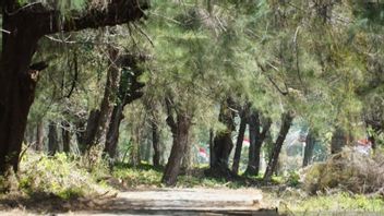 明古鲁市政府敦促居民在官员撞死后不要走在路上