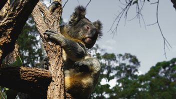 数量急剧下降，澳大利亚将考拉列入濒危动物名单