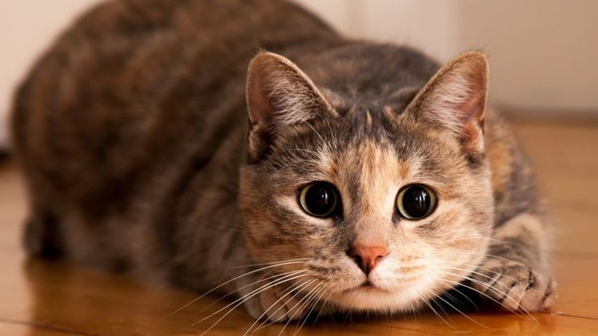 带有风步枪的猫枪手在Kelapa Gading警察局成为嫌疑人
