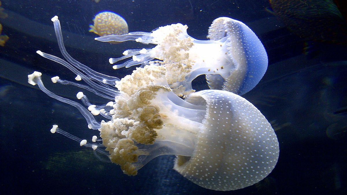More than 95 Percent of Animals on Earth, Here are Interesting Facts about Invertebrates