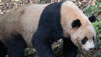 Deux panda géants de la Chine font du zoo de San Diego avec succès