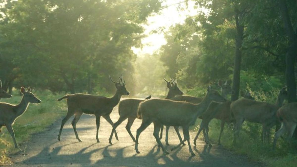 Taman Nasional Baluran Terjunkan 67 Personel Atasi Kebakaran Hutan