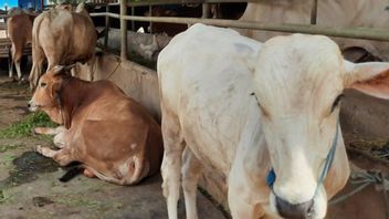 タンゲラン市の8つの地区で743匹の動物がFMDに感染