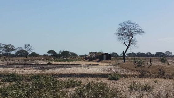 Bad News! Rote Ndao Becomes First Regency With Drought Emergency Status In NTT