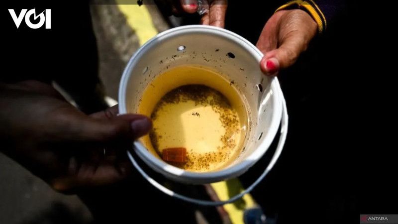 Implementation of Wolbachia Mosquitoes in West Jakarta are still regenerating eggs