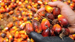 The Formation of DSI Is Considered to Be Able to Uncover the Modus Operandi of Corruption in the Export of Natural Resources and Energy