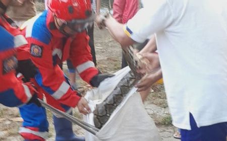 Warga Pondok Kelapa Geger Penampakan Ular Sanca Sepanjang 4 Meter di Rumah Kosong