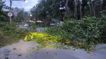 Angin Kencang Tumbangkan Pohon dan Rusak Fasilitas Publik di Tanjung Selor