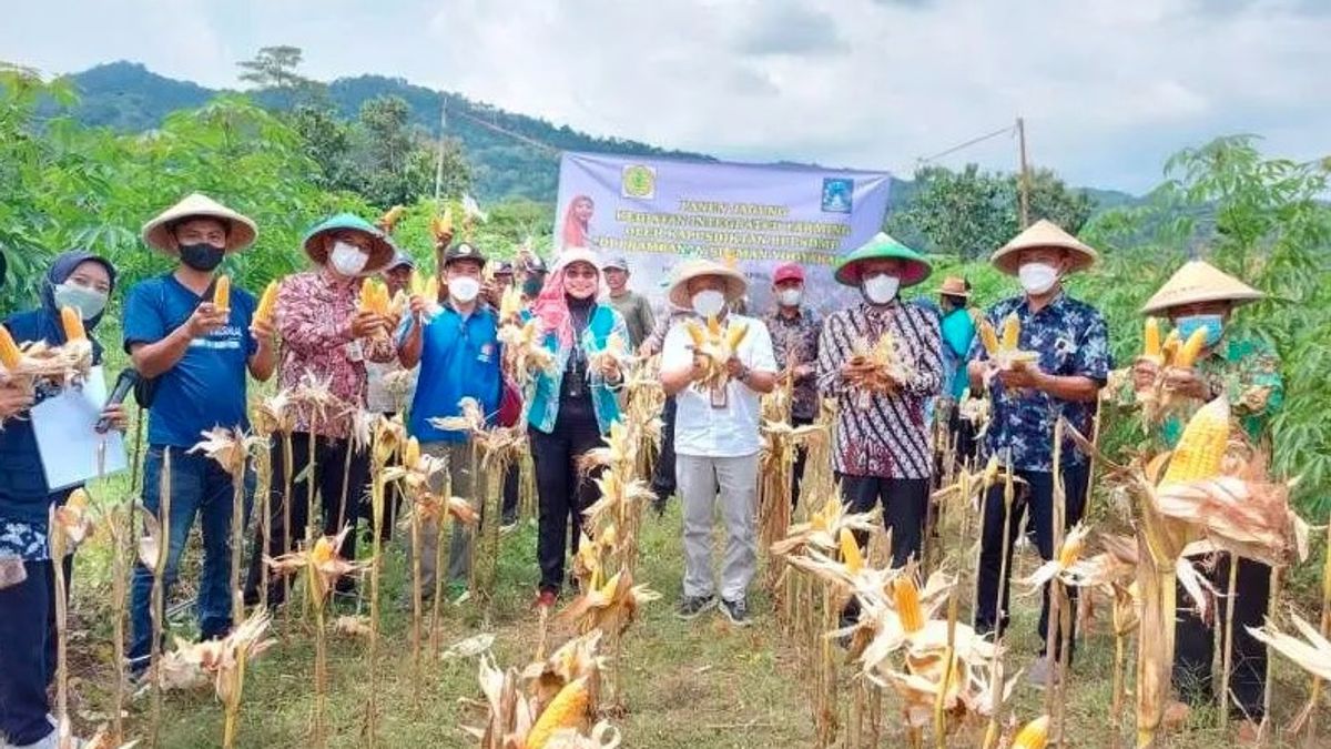 Berita Sleman: Kementan Bersama Pemkab Sleman Panen Jagung "Integrated Farming"