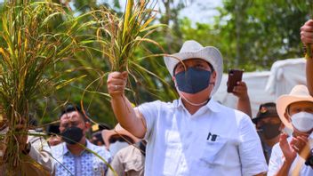 Hilirisasi Sektor Perkebunan Dinilai Sukses Tingkatkan Daya Saing Produk Nasional