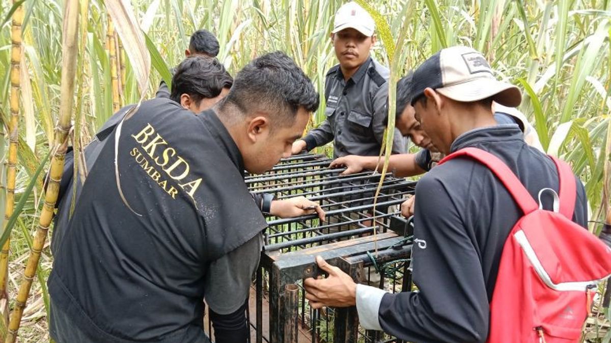 Sun Bears Often Appear To Eat Cane And Jackfruit Owned By Residents, KSDA Agam West Sumatra Installs Trapped Cages
