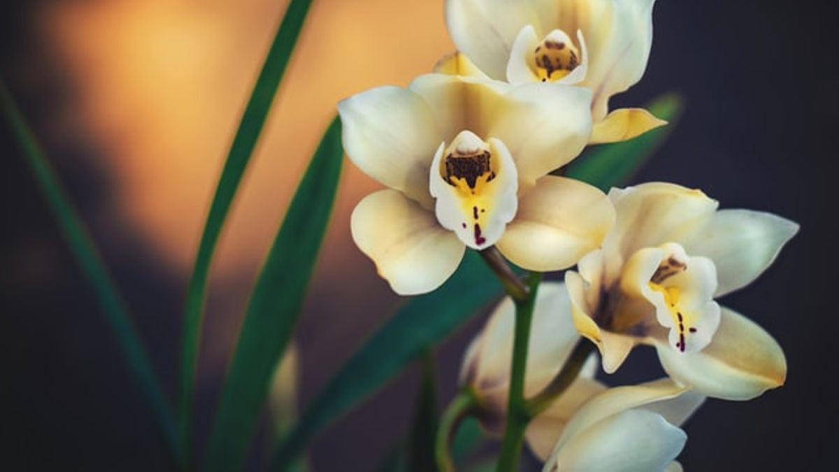 5 Jenis Tanaman Anggrek yang Mudah Dirawat: Dari Dendrobium hingga Laelia 