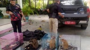 Penyelundupan Modus Titip Satwa Liar di Bus Penumpang Terkuak, 3 Bekantan dan 2 Owa Diamankan di Gorontalo