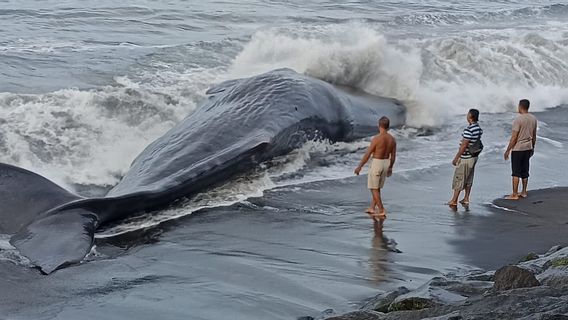 バリ島のクルンクンビーチに取り残されたクジラ