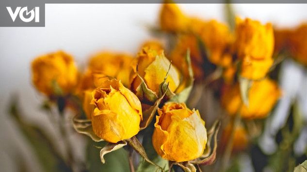 5 Easy Methods for Drying Flowers: Microwave, Silica Gel, Air Drying, Pressing, and Vase Drying