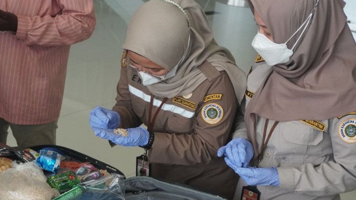 Quarantine Of Sepinggan Balikpapan Airport Holds 996 Grames Of Rice Carryed By Passengers From India