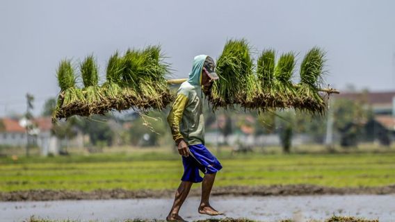  Pengamat: Intensifikasi Lahan Kunci dari Swasembada Pangan