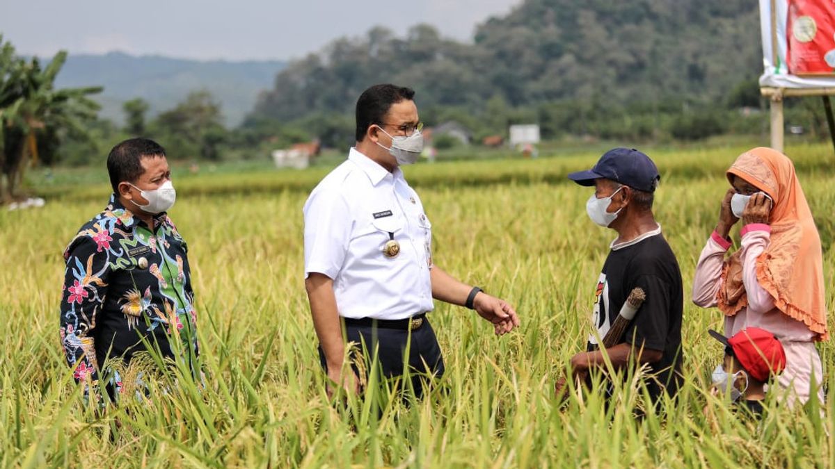 After Fajr Prayer With Ridwan Kamil, Anies Joins The Rice Harvest In Sumedang