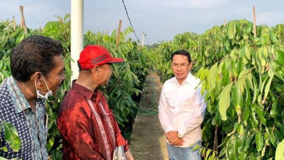 Pemkab Sigi Kembangkan Durian Musang King untuk Dipasok ke IKN