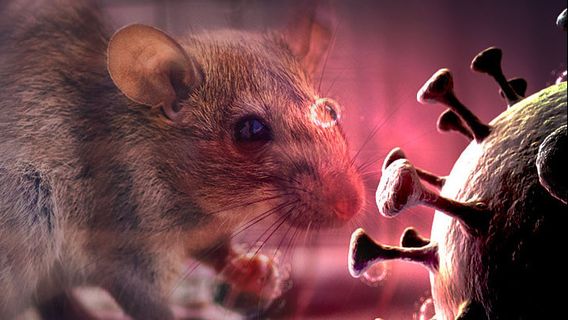 Pemprov DKI Temukan 4 Kasus Hantavirus di Jakarta pada 2026, Satu Pasien Masih Suspek