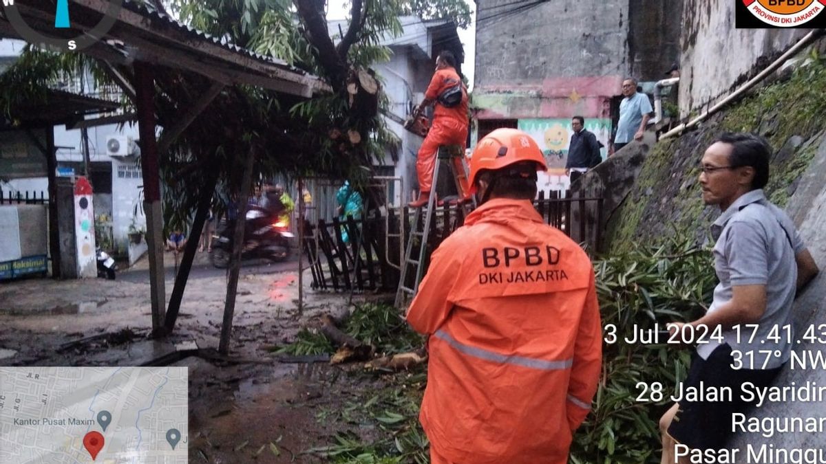 雅加达大雨导致Timpa Bajaj的12棵Tumbang树