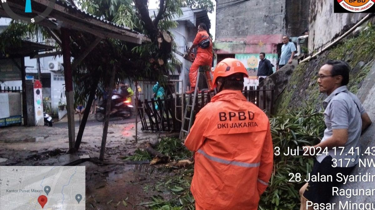 Hujan Deras Guyur Jakarta Sebabkan 12 Pohon Tumbang Hingga Timpa Bajaj