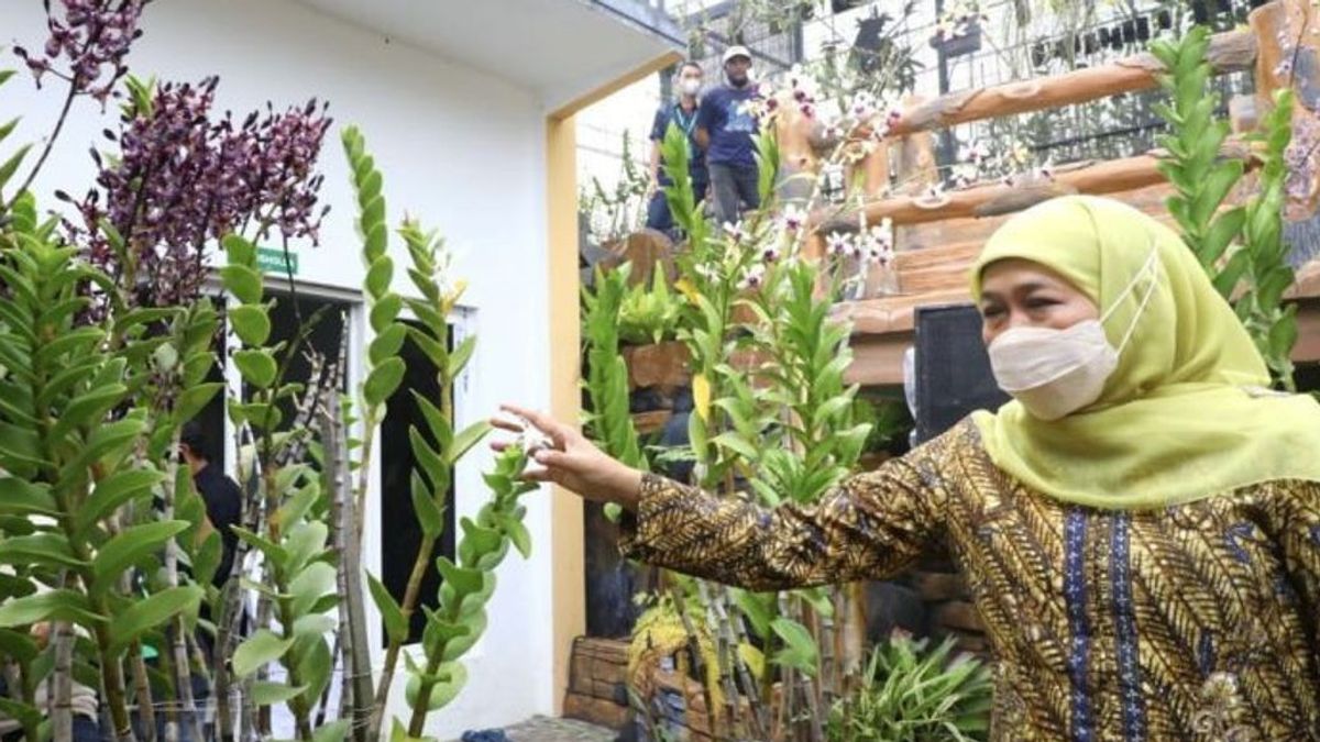 Bunga Anggrek Jatim Diharapkan Mampu Tembus Pasar Ekspor, Gubernur Khofifah: Akan Saya Upayakan Maksimal