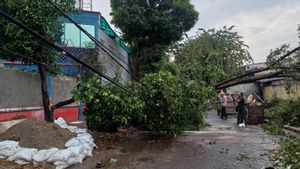 Tamhut服务局Jakbar Pangkas Pohon Potensi Tumbang 以免吃受害者