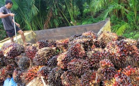 Bupati Ingin Pungut Rp25 per Kg TBS Sawit, Petani: Waktunya Tidak Tepat, Harga Sedang Anjlok