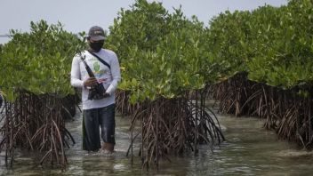 Riau DPRD perquisitionne une société prétendument vendue et achète des terres Mangrove à Meranti
