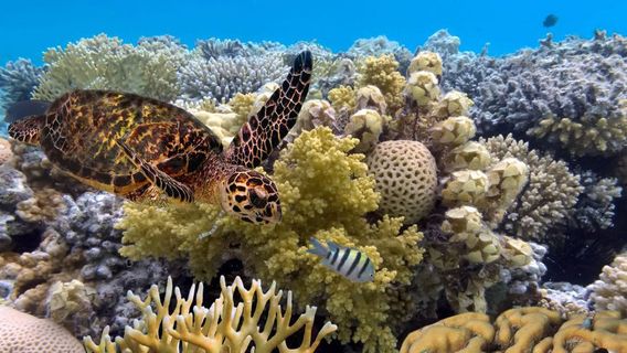 UNESCO Affirms Australia's Great Barrier Reef Is Threatened With Danger In Today's Memory, June 22, 2021