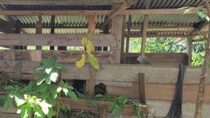 Warga Desa Gajah Makmur Mukomuko, Gelar Ronda Malam Antisipasi Kehadiran Harimau 
