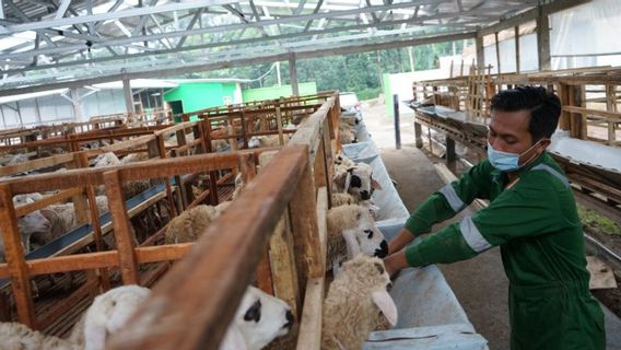 Pembelian Hewan Kurban Bakal Gerakkan Ekonomi di Tengah Pandemi, karena Ada Sekitar 40 Juta Keluarga Mampu yang Bakal Beli