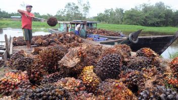 Palm Oil DMO And DPO Policies Are Implemented Again, Economists: Implementation Must Be Monitored