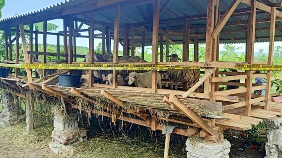 Geger 5 Kambing di Banyuwangi Mati dengan Luka di Leher, Kandangnya Kini Digaris Polisi