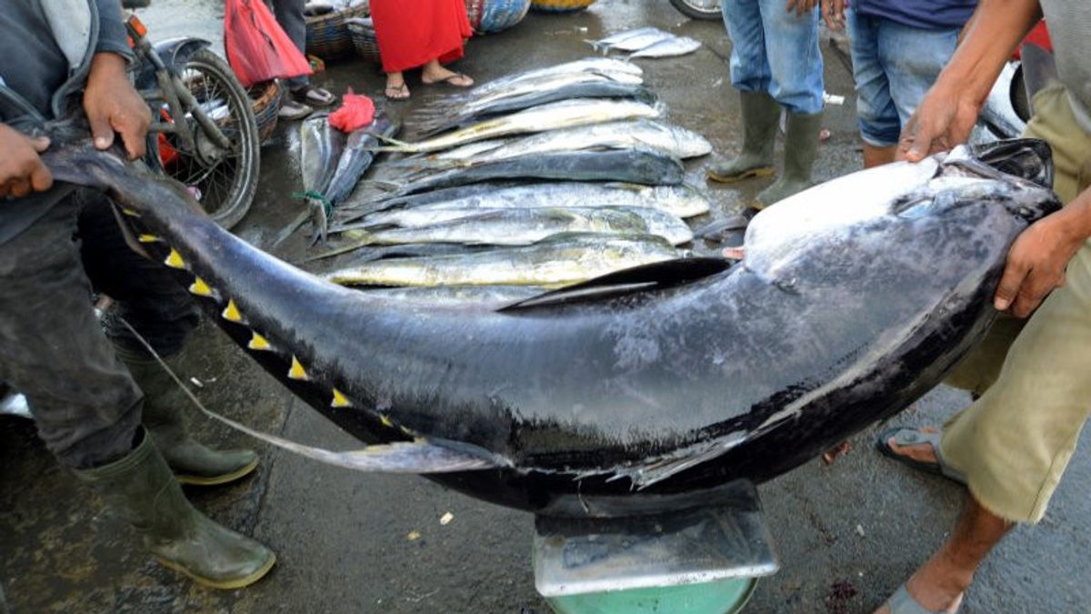 Ekspor Ikan Tuna Segar Biak ke Jepang hingga April 2023 Capai 7 ton