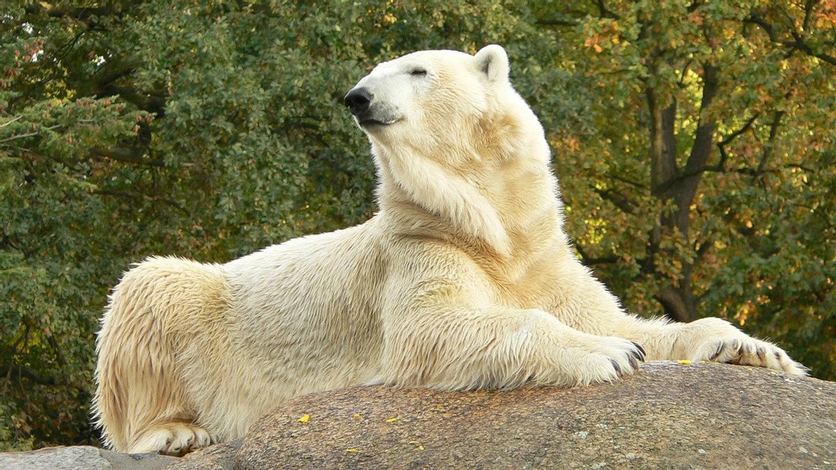 Bear Inbreeding Produces Cubs, Germany Blames Russia