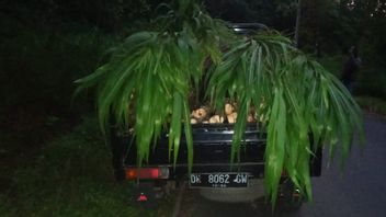 Using Elephant Grass, Wood Thieves In Protected Forest, Karangasem Bali, Tricking Officers