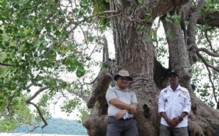 Belitung Menuju Destinasi Wisata Mangrove Dunia