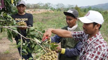 SIGは、Semen Gresik Sahabat Petaniプログラムを通じてレンバンの農民の福祉を向上させる