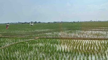 Amran exhorte à accélérer les plantations pour augmenter la production alimentaire