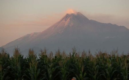 TNGM Tingkatkan Patroli Antisipasi Kebakaran Hutan Gunung Merapi