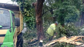 À Jakbar, Il Y A 13 Points D’arbres Tombés En Raison De La Pluie Du Vent, Ce Qui Rend Les Longs Embouteillages