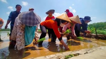 Berita Gunung Kidul: Pemkab Gunung Kidul Menyerahkan Bantuan Alsintan untuk 61 Kelompok Tani