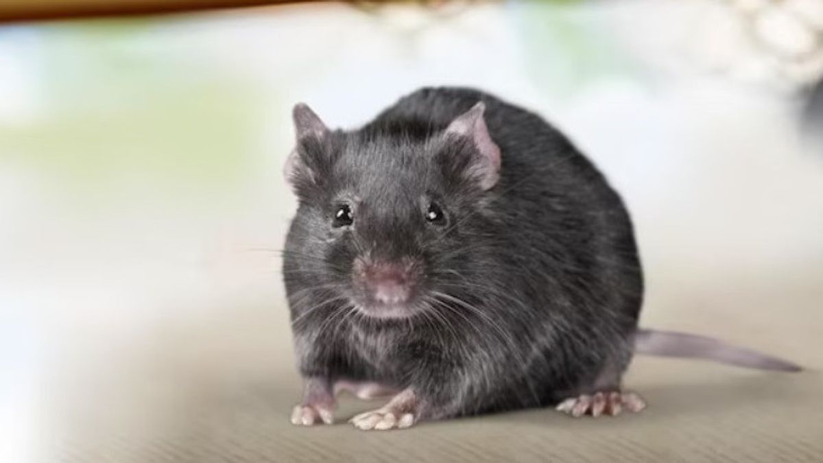 زيادة ضحايا تفشي البول الفئران في سامبانغ بمقدار 5 أشخاص