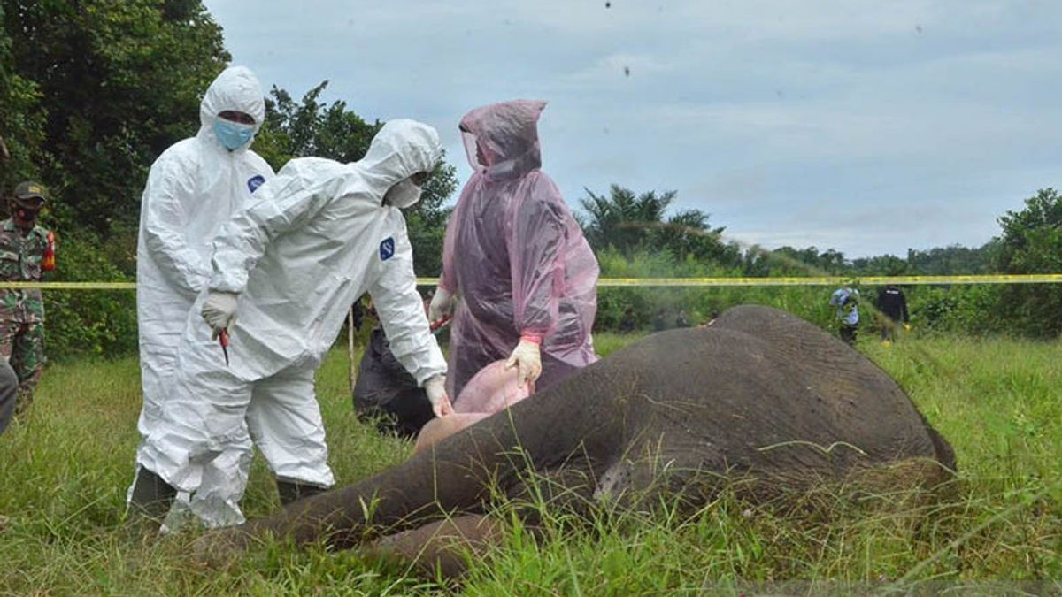La Police D’East Aceh Forme Une équipe Spéciale Pour Révéler Les Décès D’éléphants Sans Tête