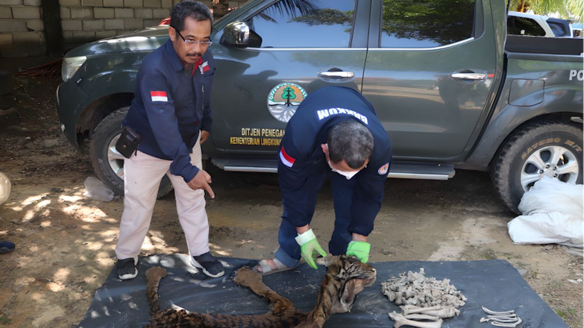 Kementerian LHK Gagalkan Perdagangan Kulit Harimau di Jambi, 3 Orang Berhasil Ditangkap 